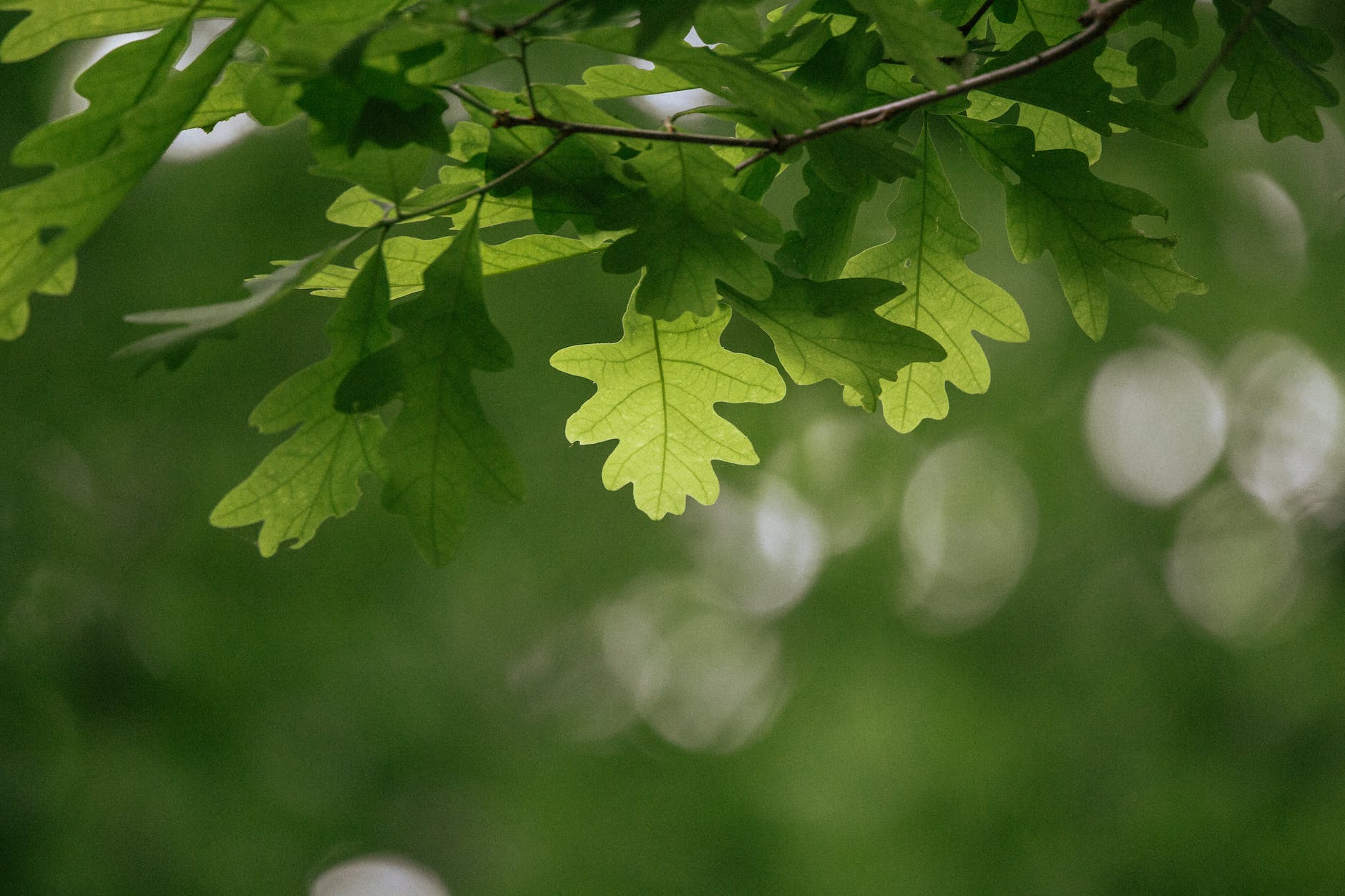 close up of green oak leaves