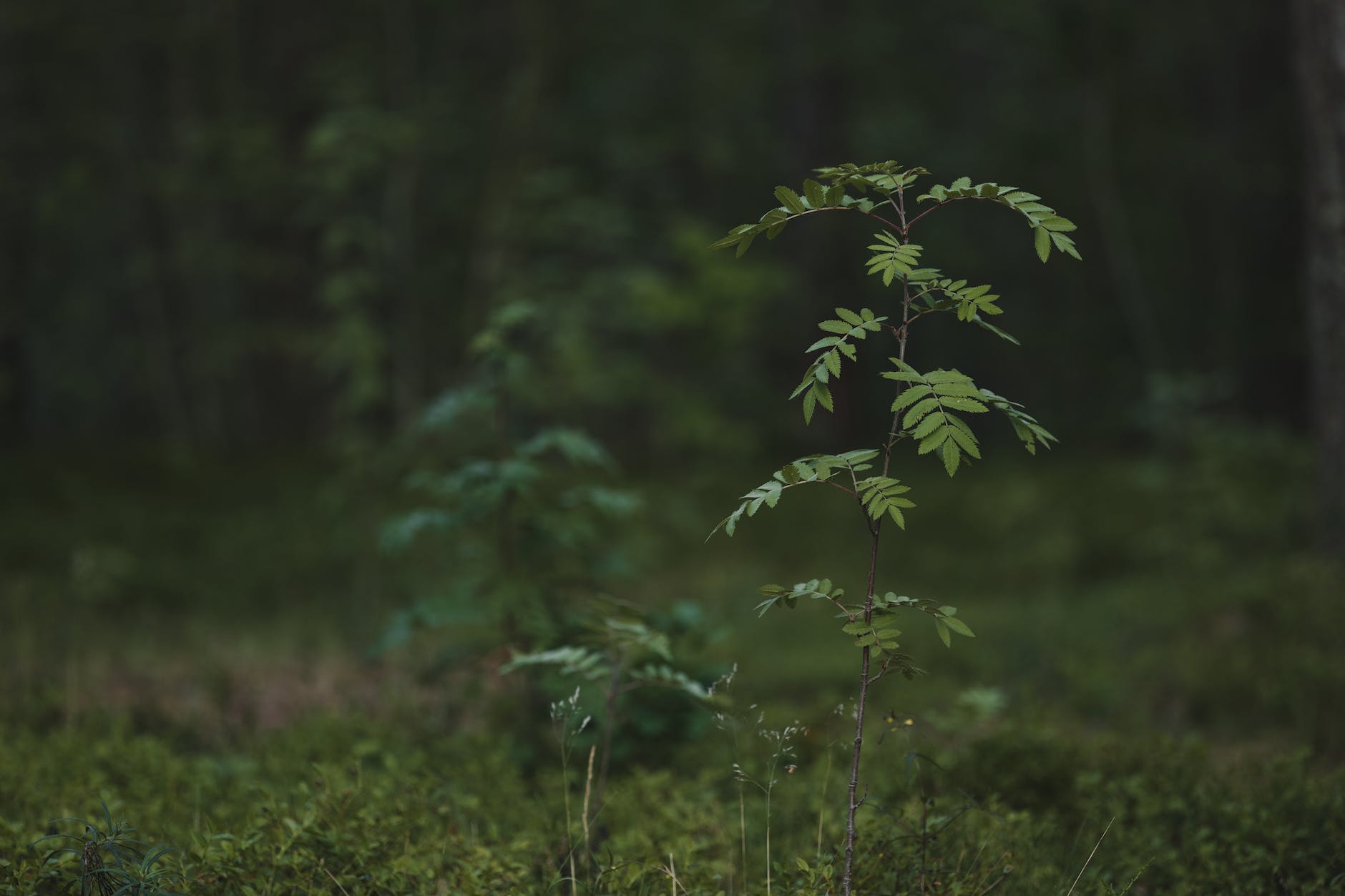 a small plant in the middle of a forest